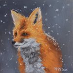 Fox in the snow